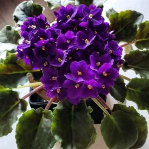 Meet your Posher, Martha